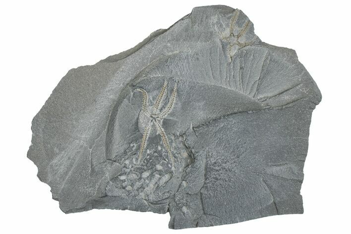 Two Ordovician Brittle Stars (Ophiura) - Morocco #290621